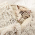 Plush Shell Nest Cat Litter: Keep Your Feline Friend Cozy in Winter - Minihomy