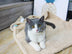 Plush Pet Blanket Dog Mat Cat Mat Pet Air Conditioning Mat - Minihomy