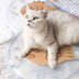 Cooling Summer Pet Dog Ice Mat Cat Bed - Minihomy