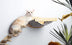 Pine Wood Cat Climbing Frame Cat Wall Hammock Staircase Room Space Capsule Cat Toy - Minihomy