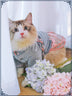 Pet cat clothes - Minihomy