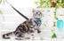 Pet Sling Nylon Collar Traction Rope - Minihomy