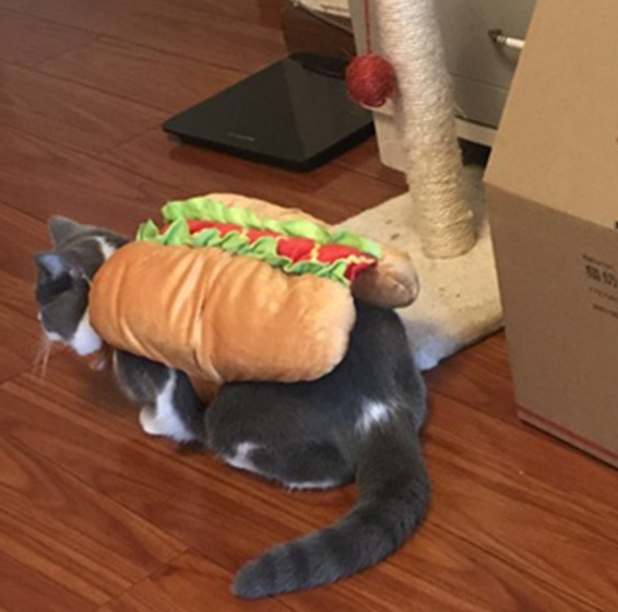 Pet Dog and Cat Costume, Cute Hot Dog Sandwich Costume, Funny Hot Dog Clothes, Cat Costume - Minihomy