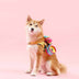 Portable Cute Pet Three-in-one Travel Bag - Minihomy